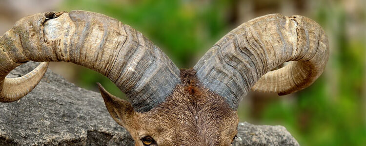 Horned goat